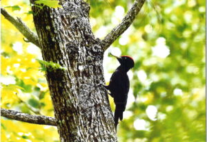 野鳥写真展「鳥・像・粋」3～夏の北海道の野鳥のたち